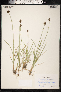 Carex macloviana image