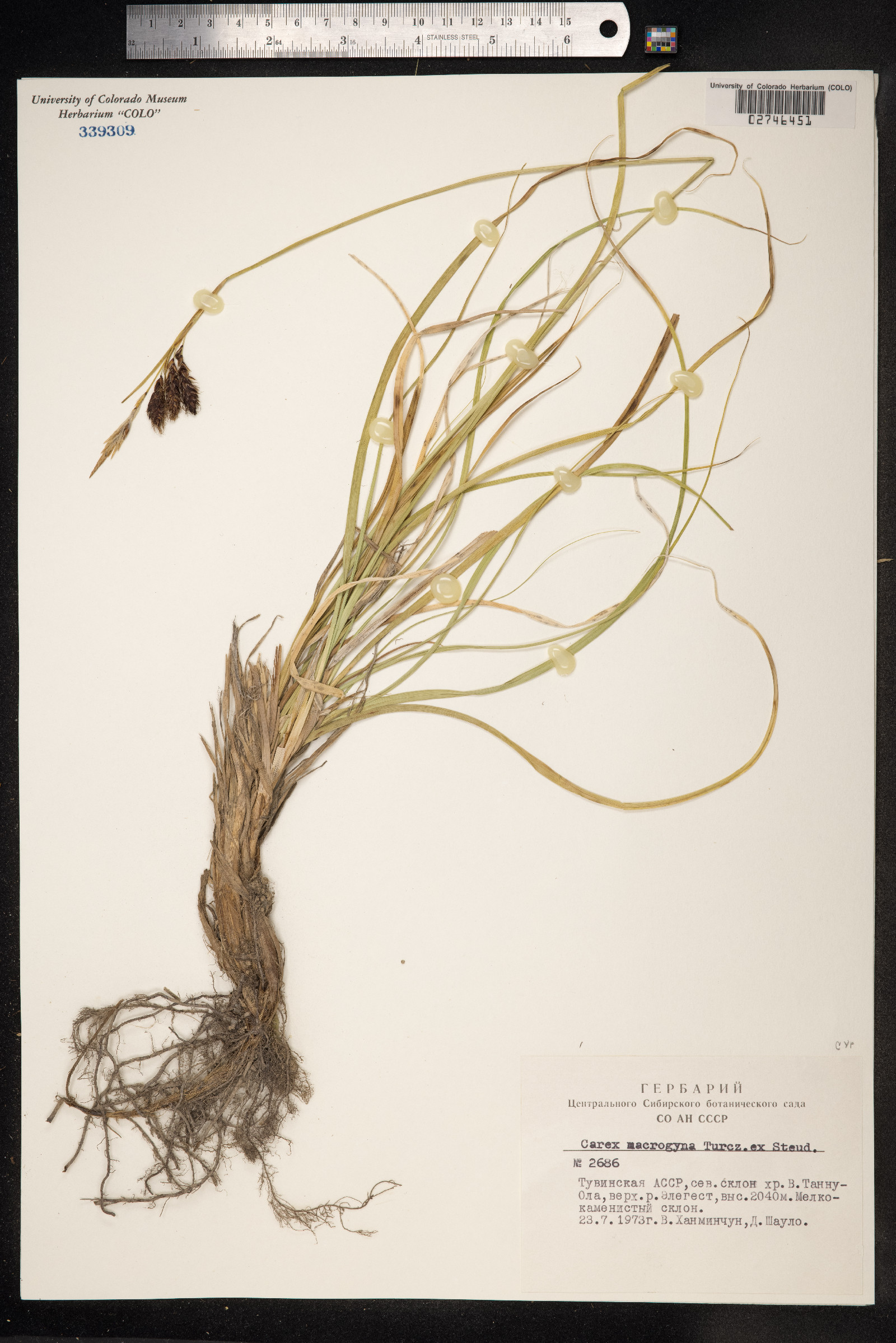 Carex petricosa var. petricosa image