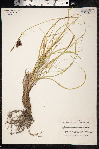 Carex petricosa var. petricosa image