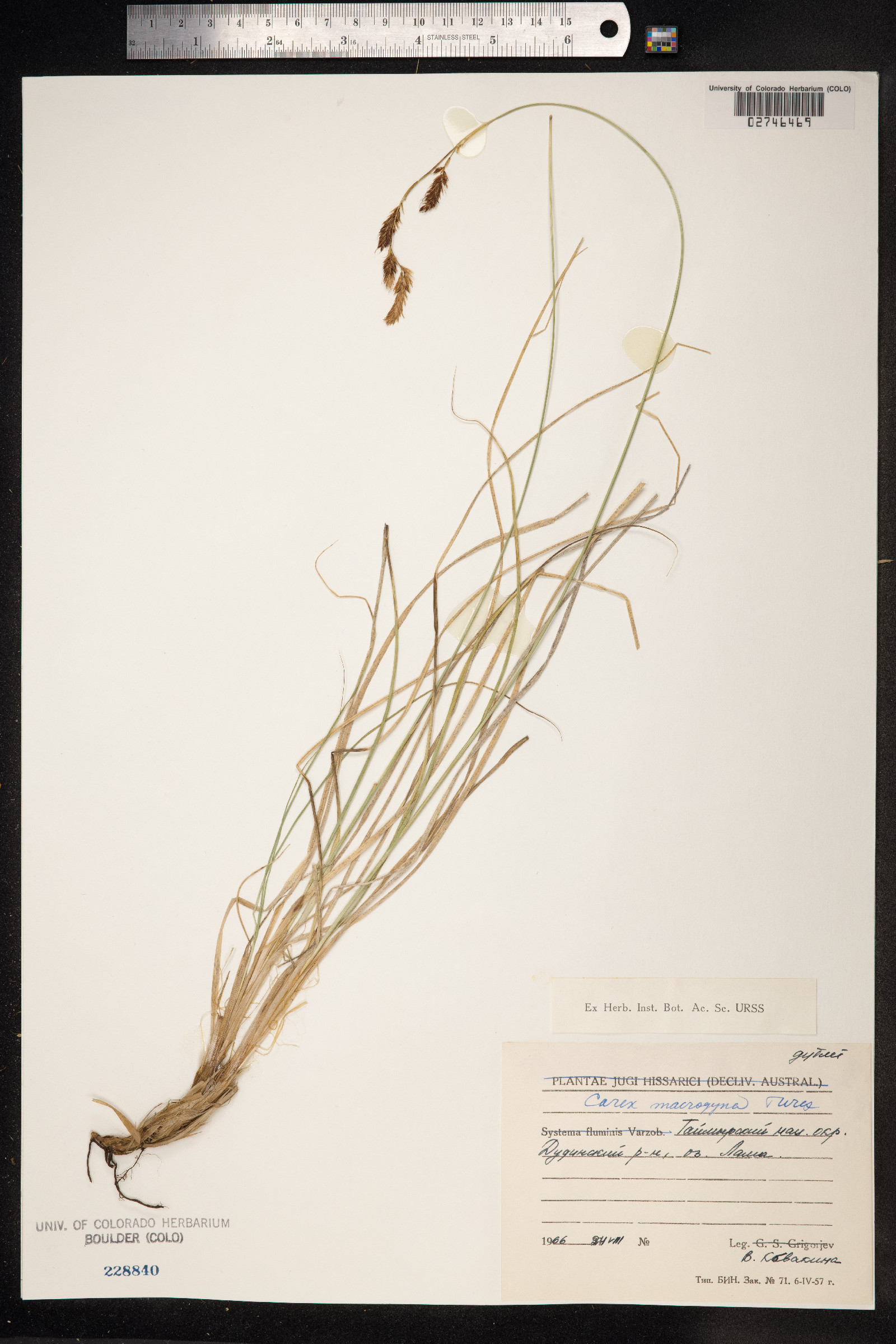 Carex petricosa var. petricosa image