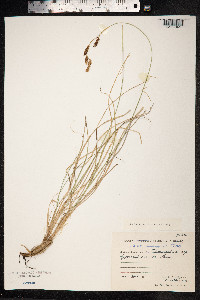 Carex petricosa var. petricosa image