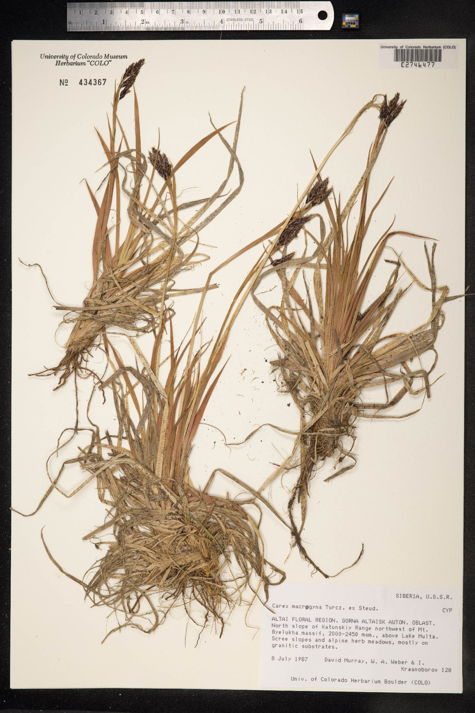 Carex petricosa var. petricosa image