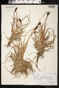 Carex petricosa var. petricosa image