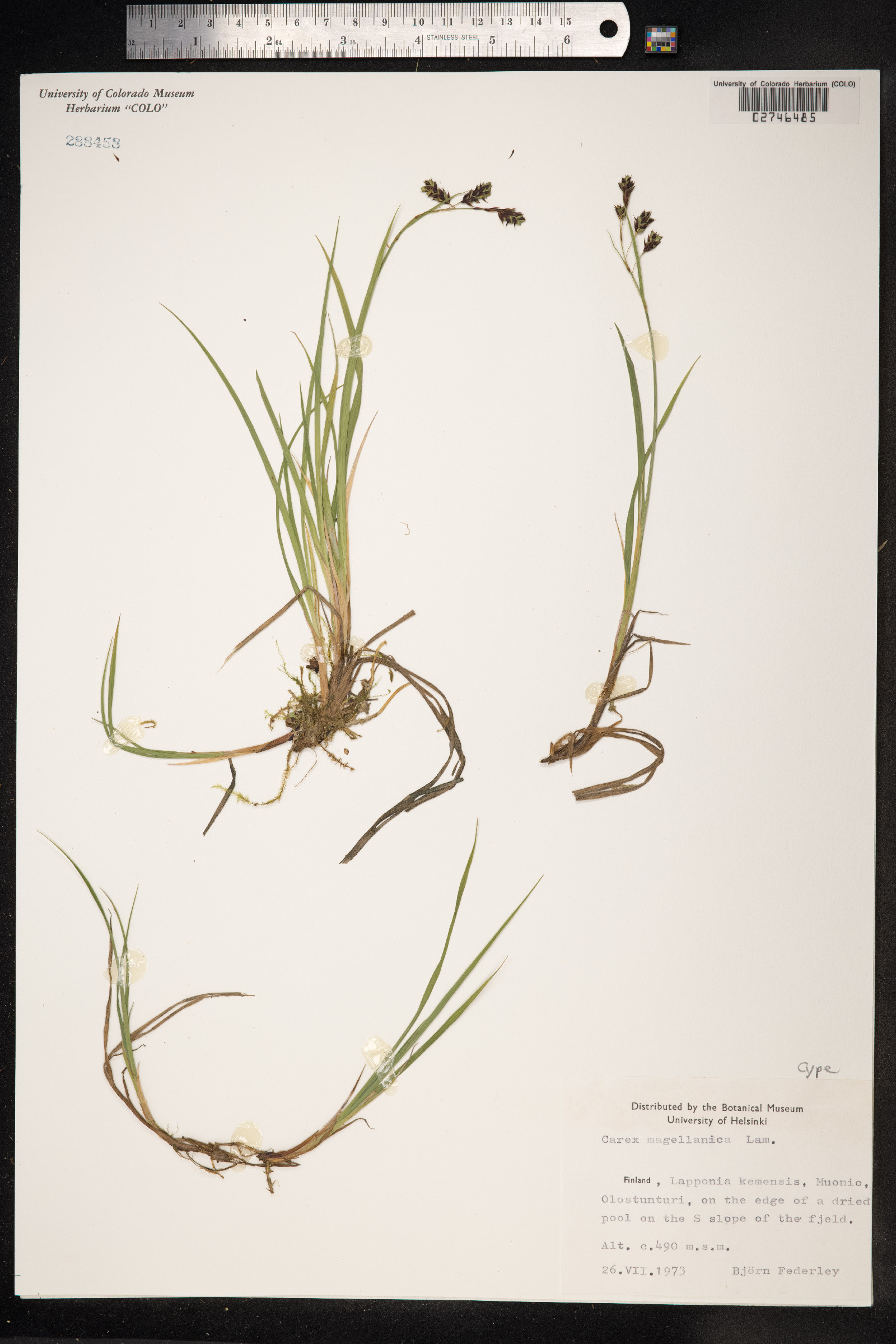 Carex magellanica image