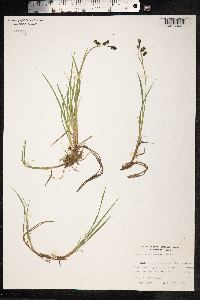 Carex magellanica image