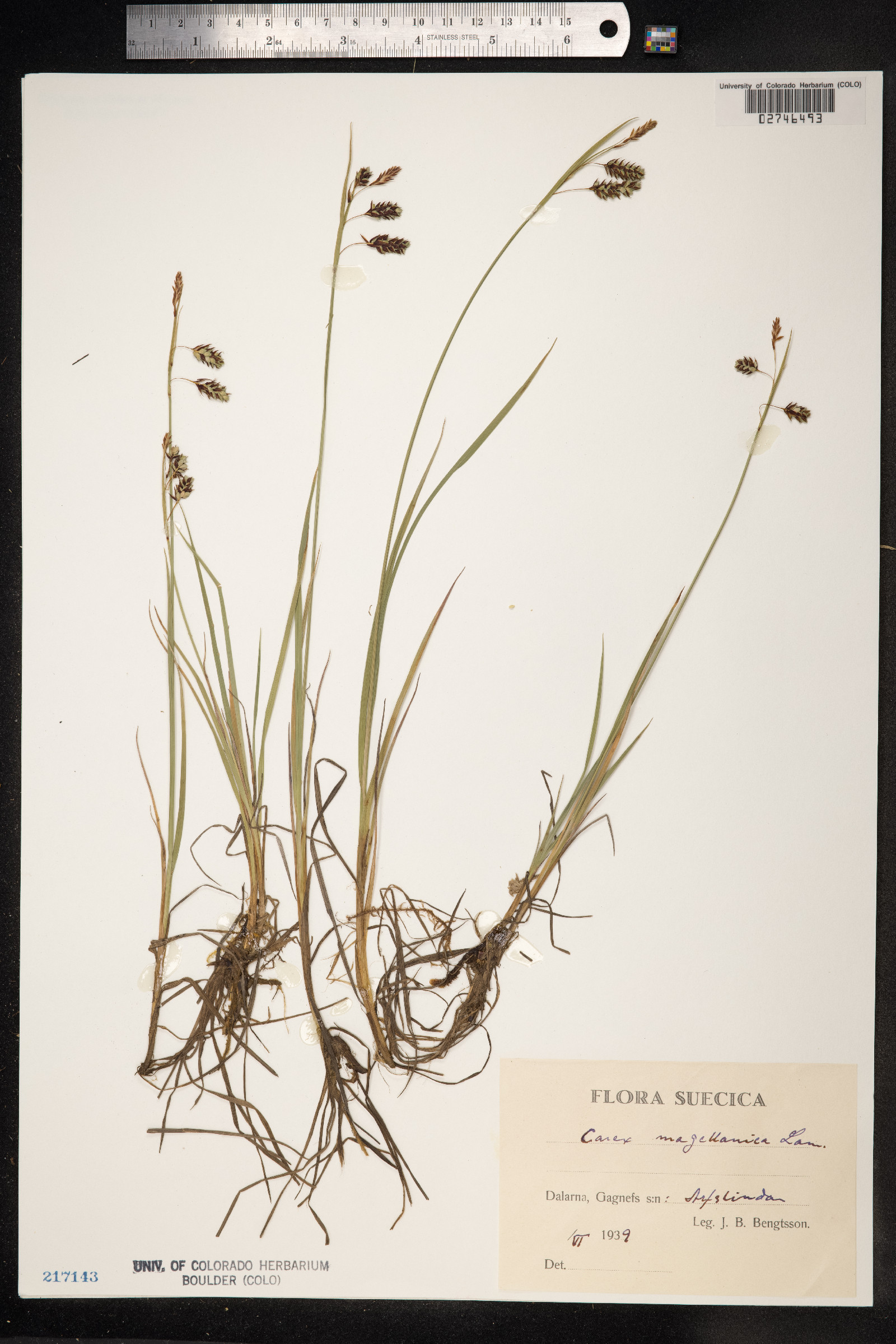 Carex magellanica image