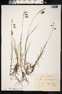 Carex magellanica image