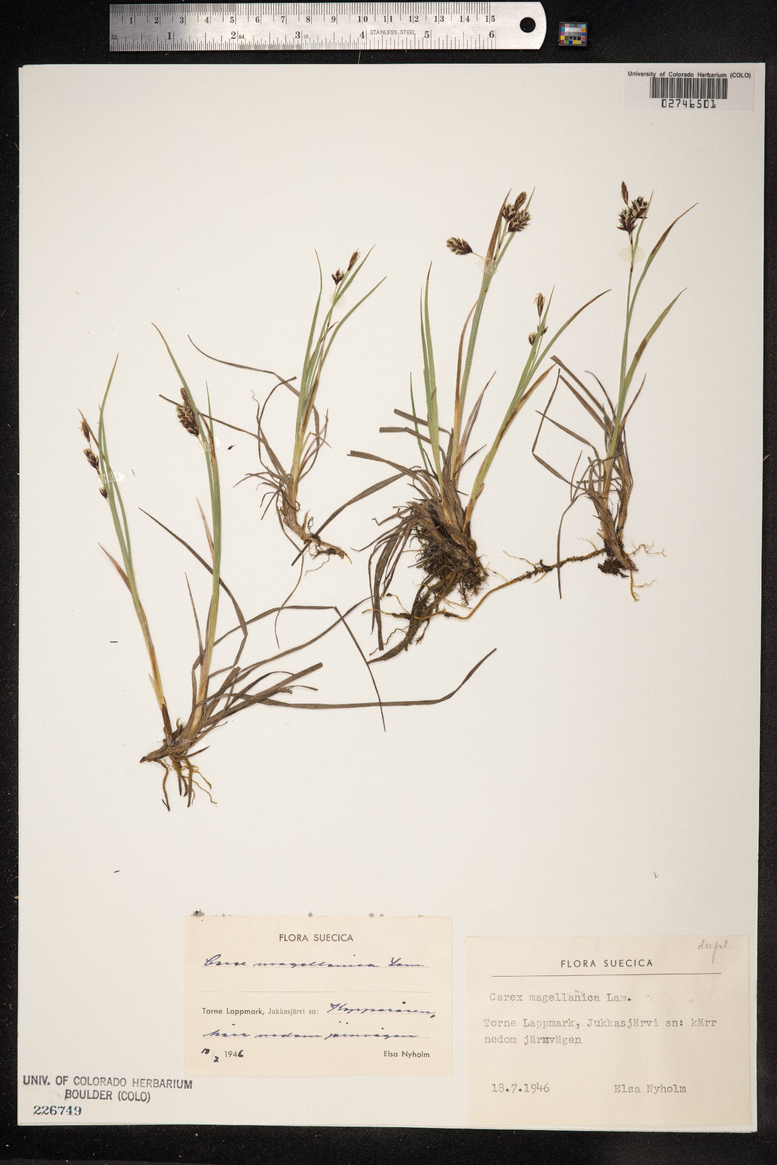 Carex magellanica image