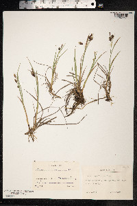 Carex magellanica image