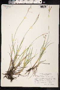 Carex magellanica image