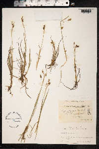 Carex magellanica image