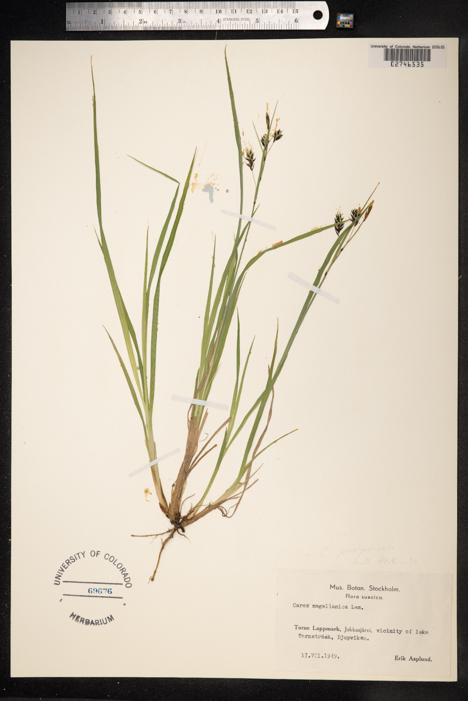 Carex magellanica image