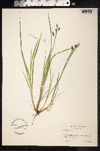Carex magellanica image