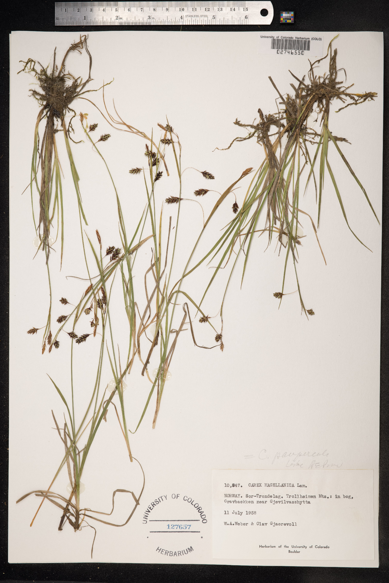 Carex magellanica image