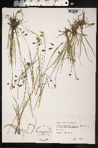 Carex magellanica image