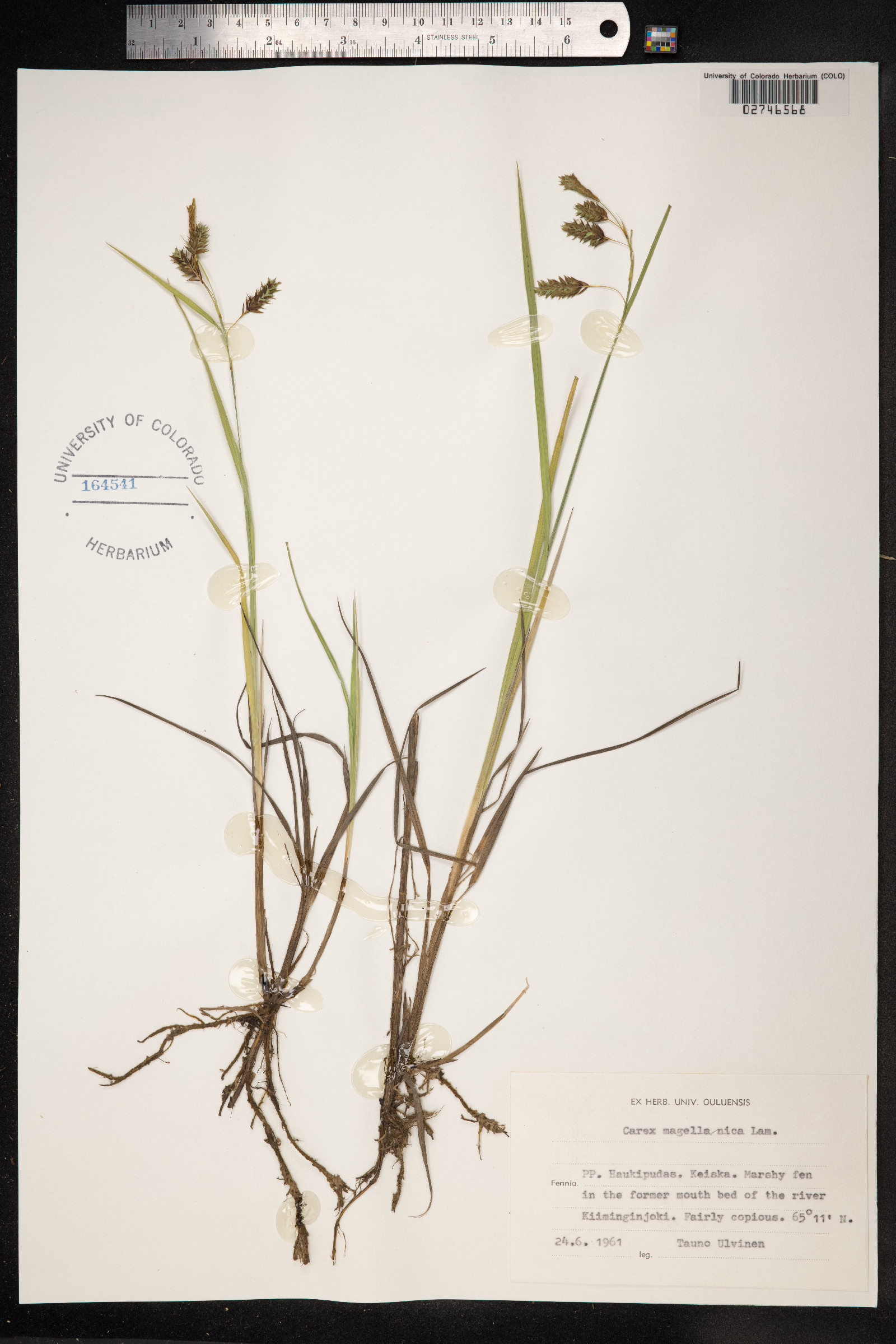 Carex magellanica image