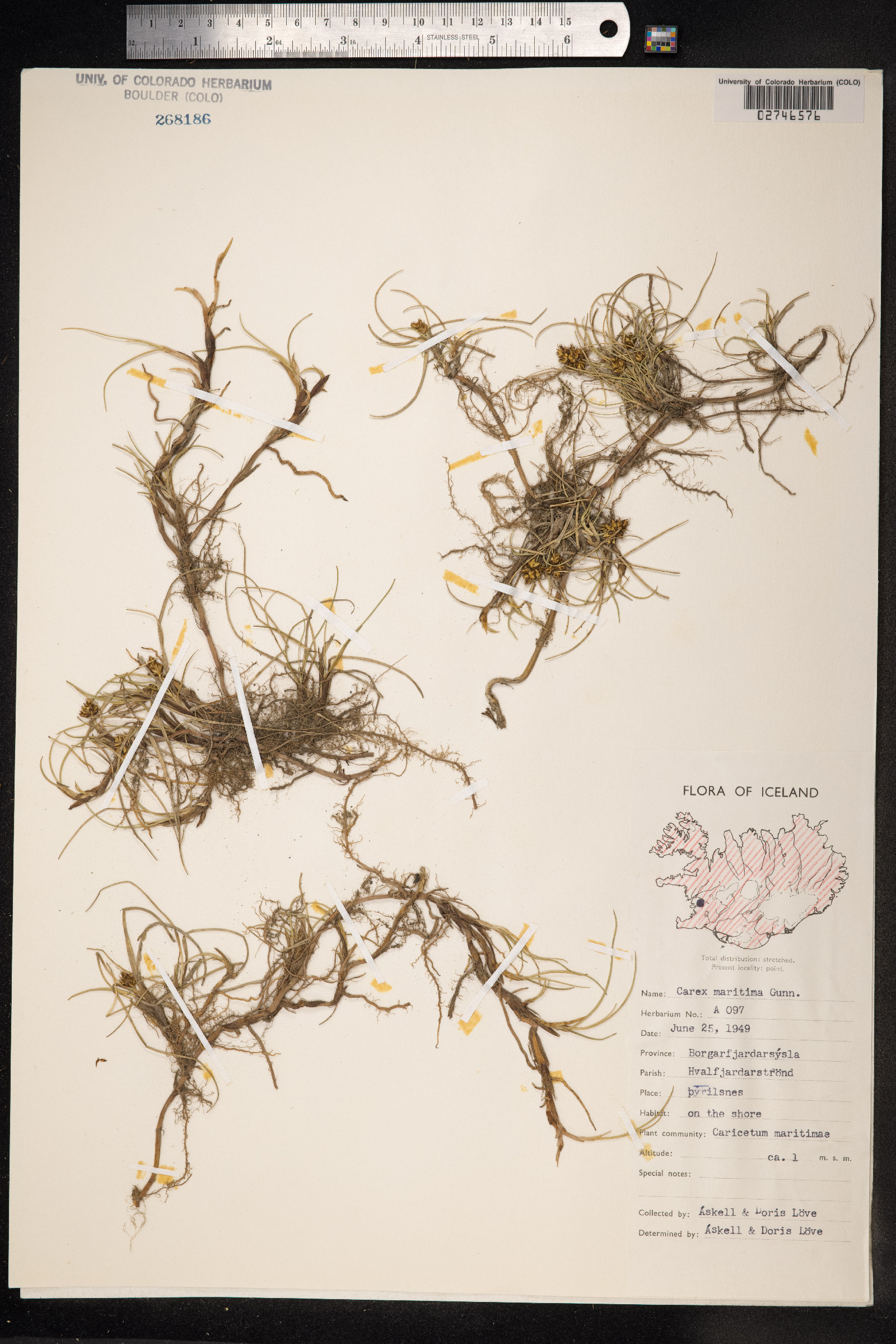 Carex maritima image