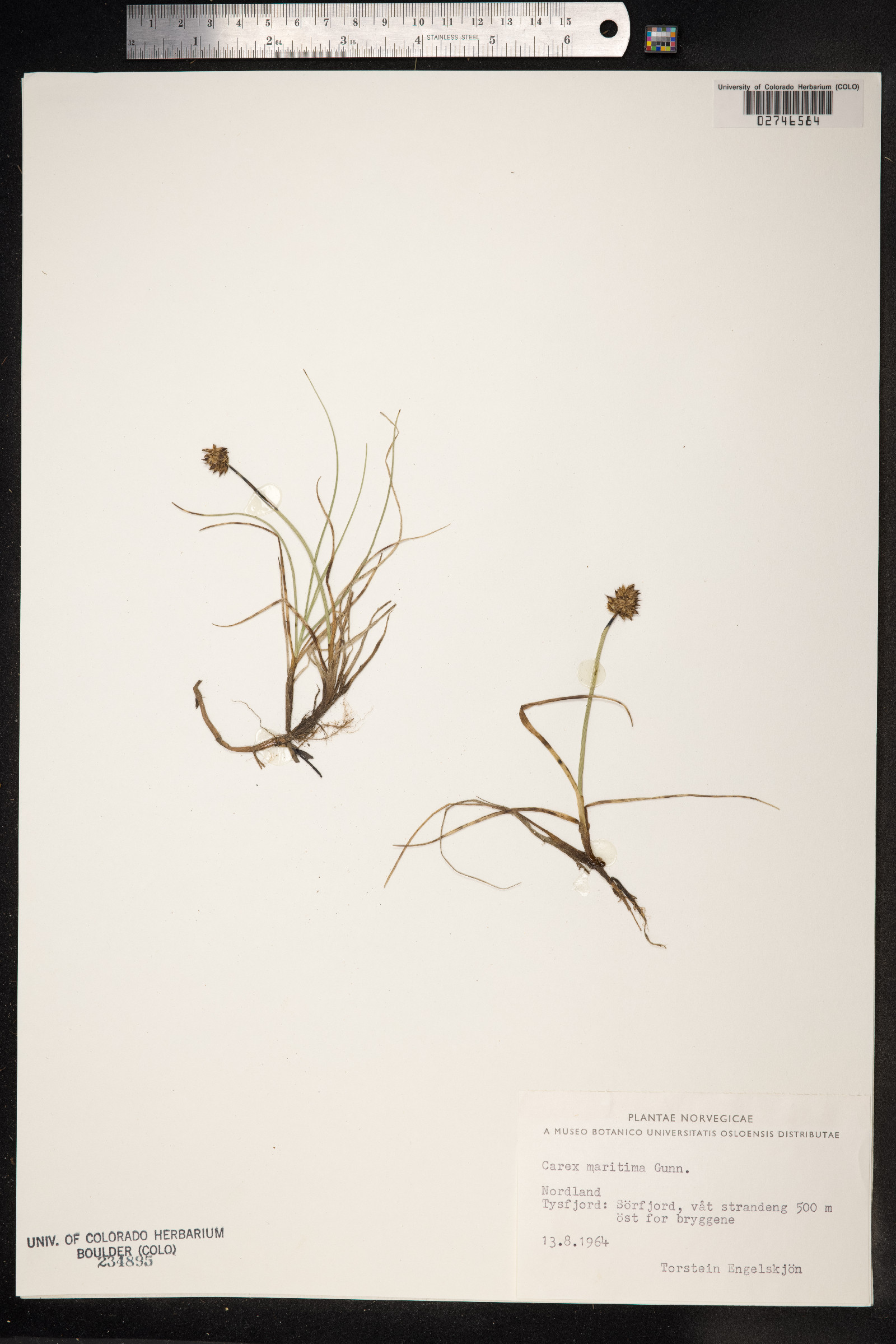 Carex maritima image
