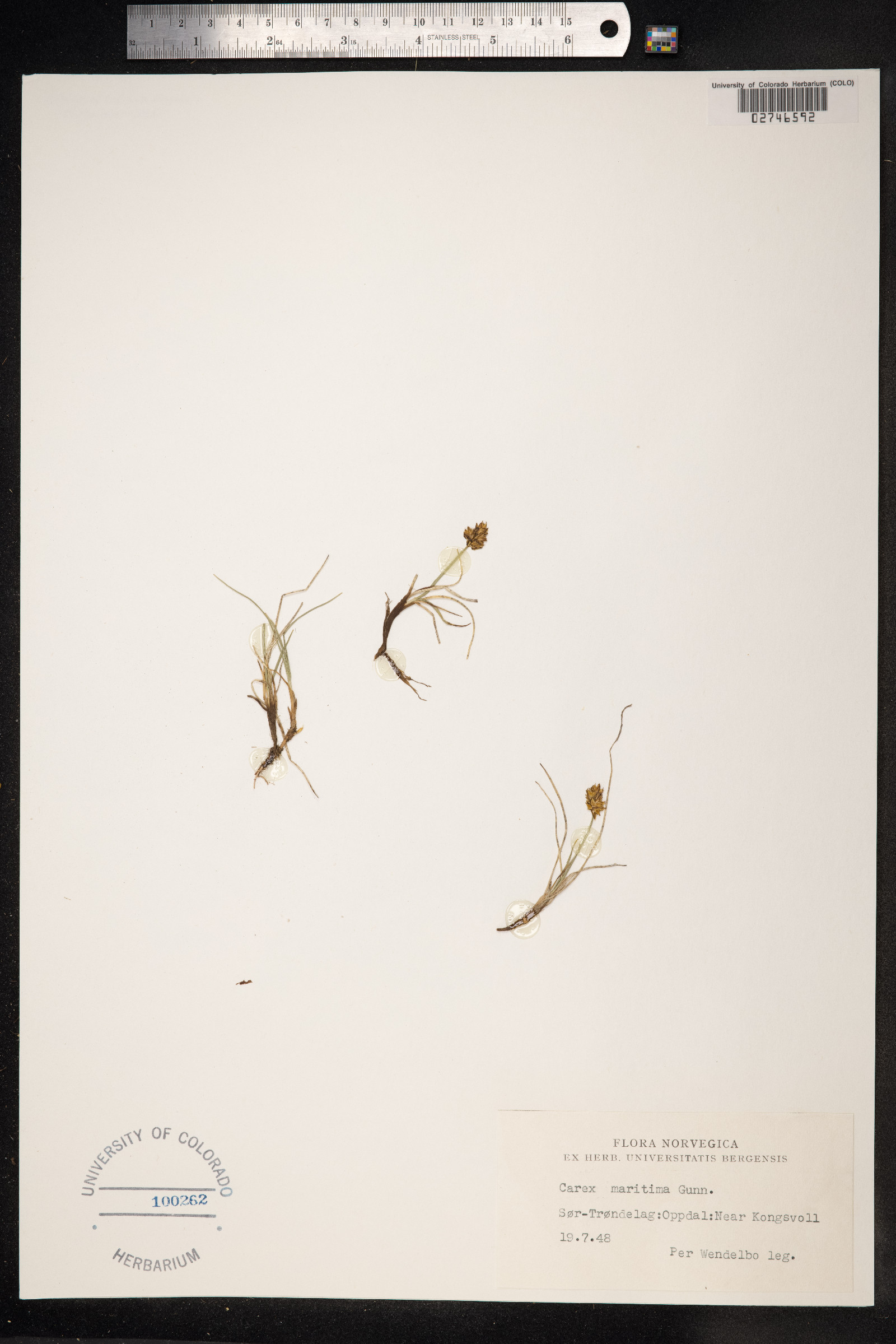 Carex maritima image