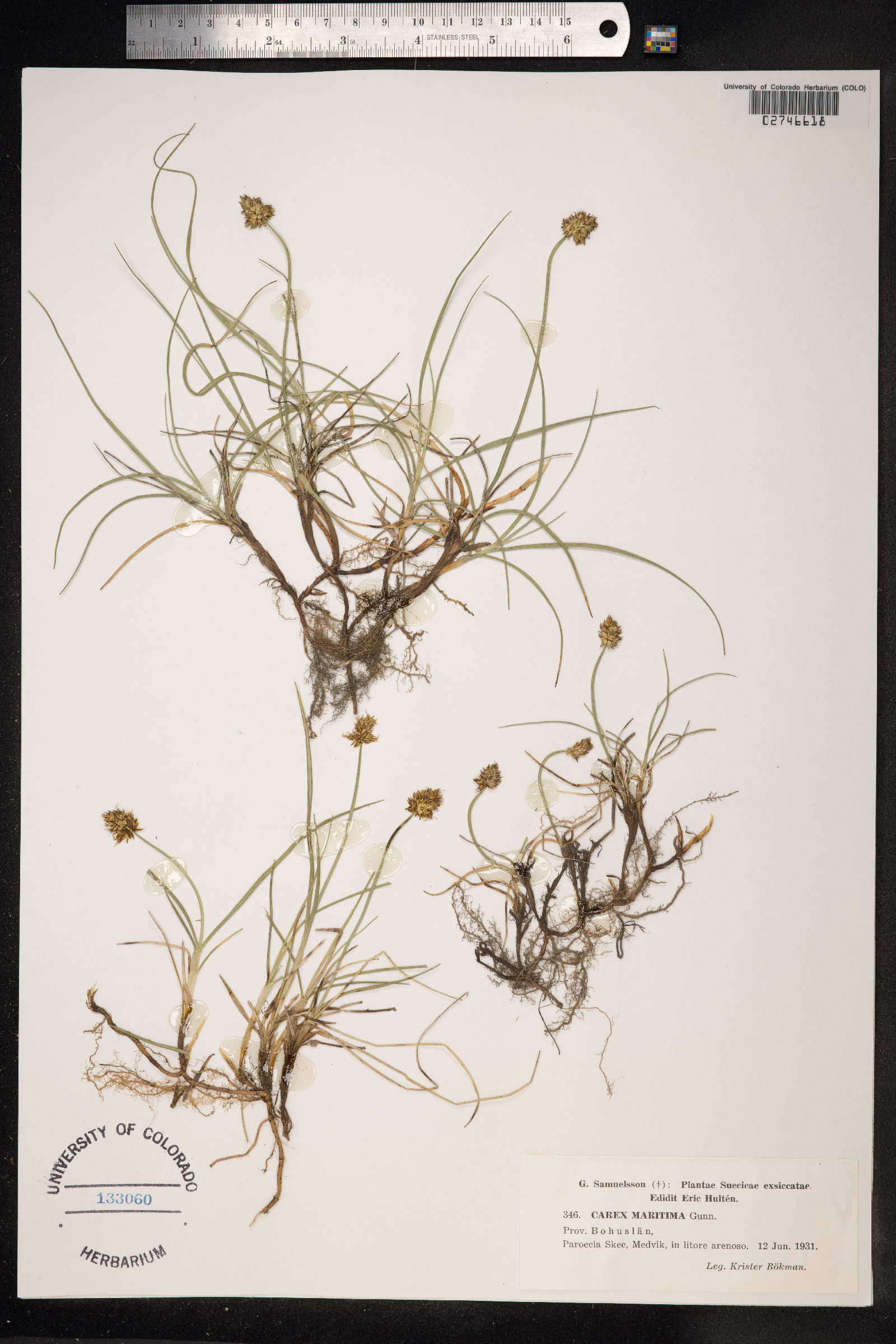Carex maritima image