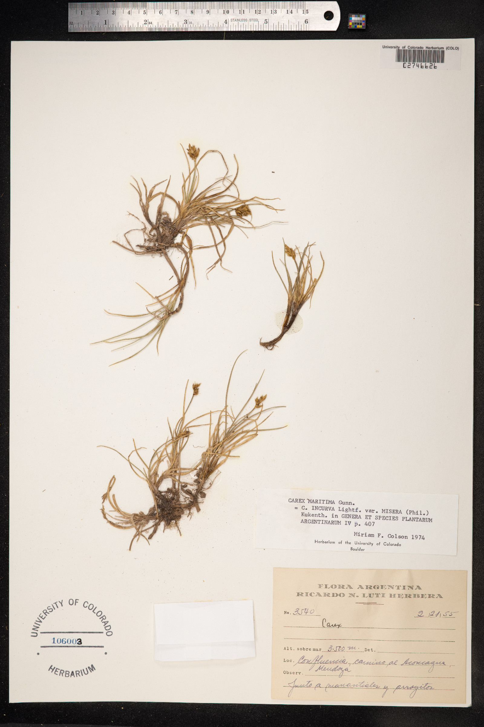 Carex maritima image