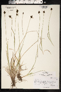Carex media image