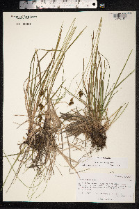 Carex media image