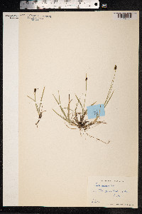 Carex media image
