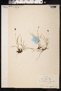 Carex media image