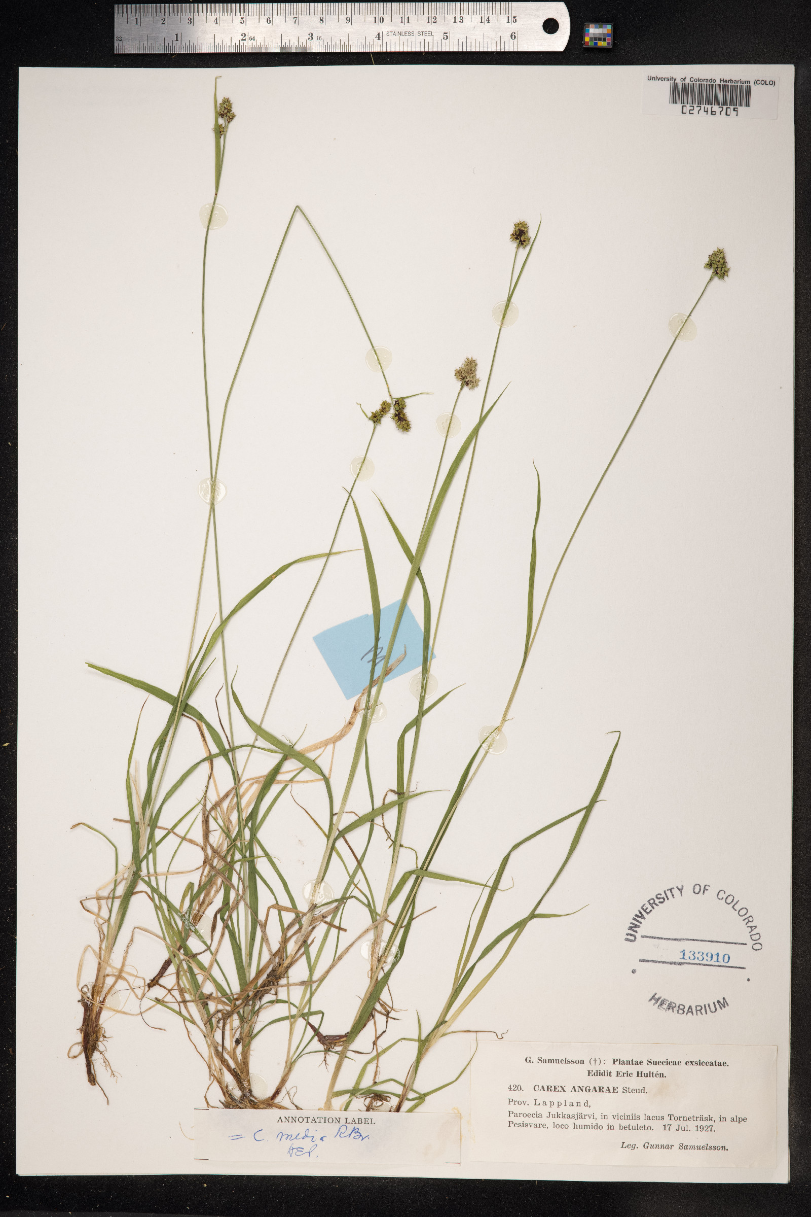 Carex media image