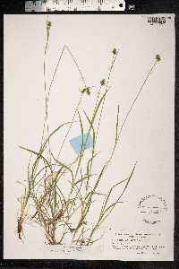 Carex media image