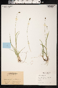 Carex media image