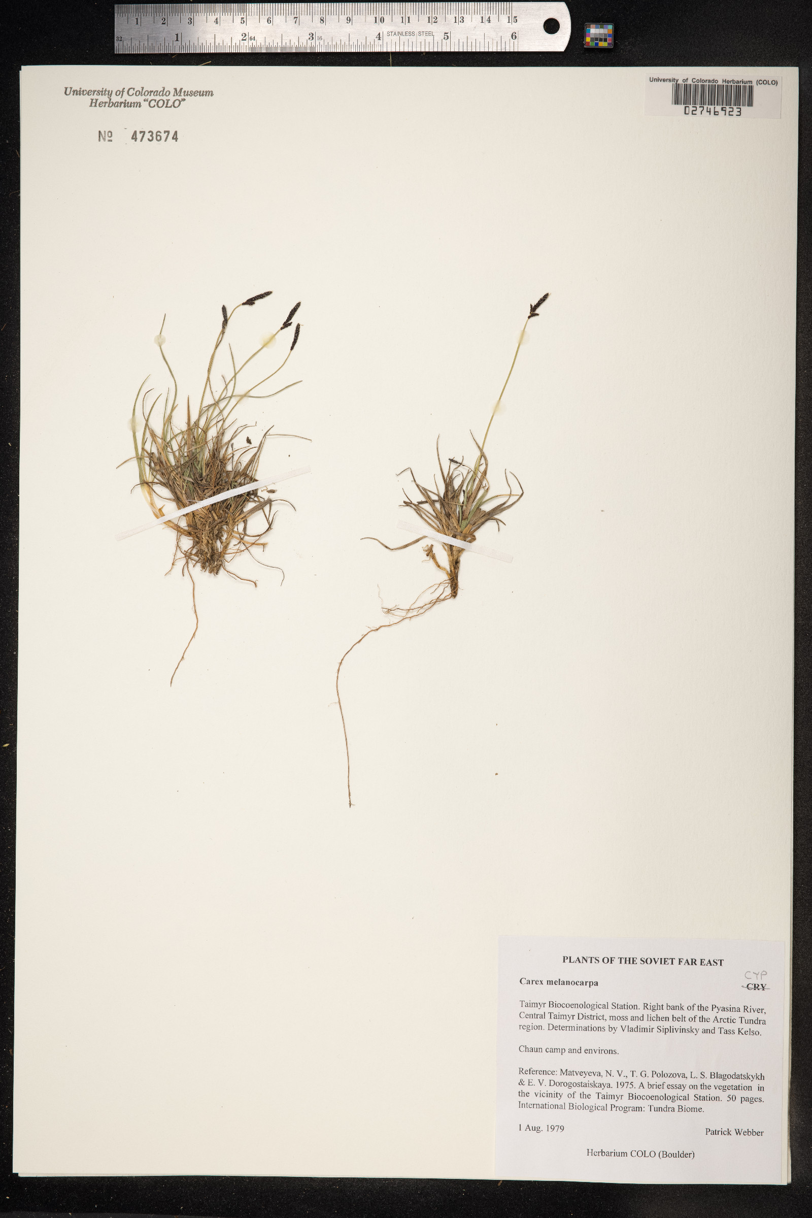 Carex melanocarpa image