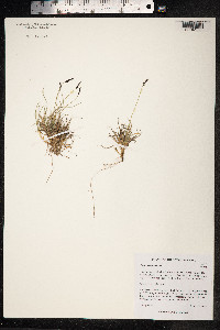 Carex melanocarpa image
