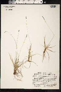 Carex melanocarpa image