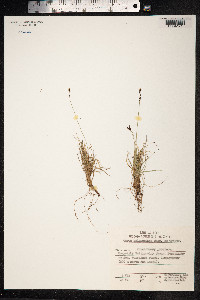 Carex melanocarpa image