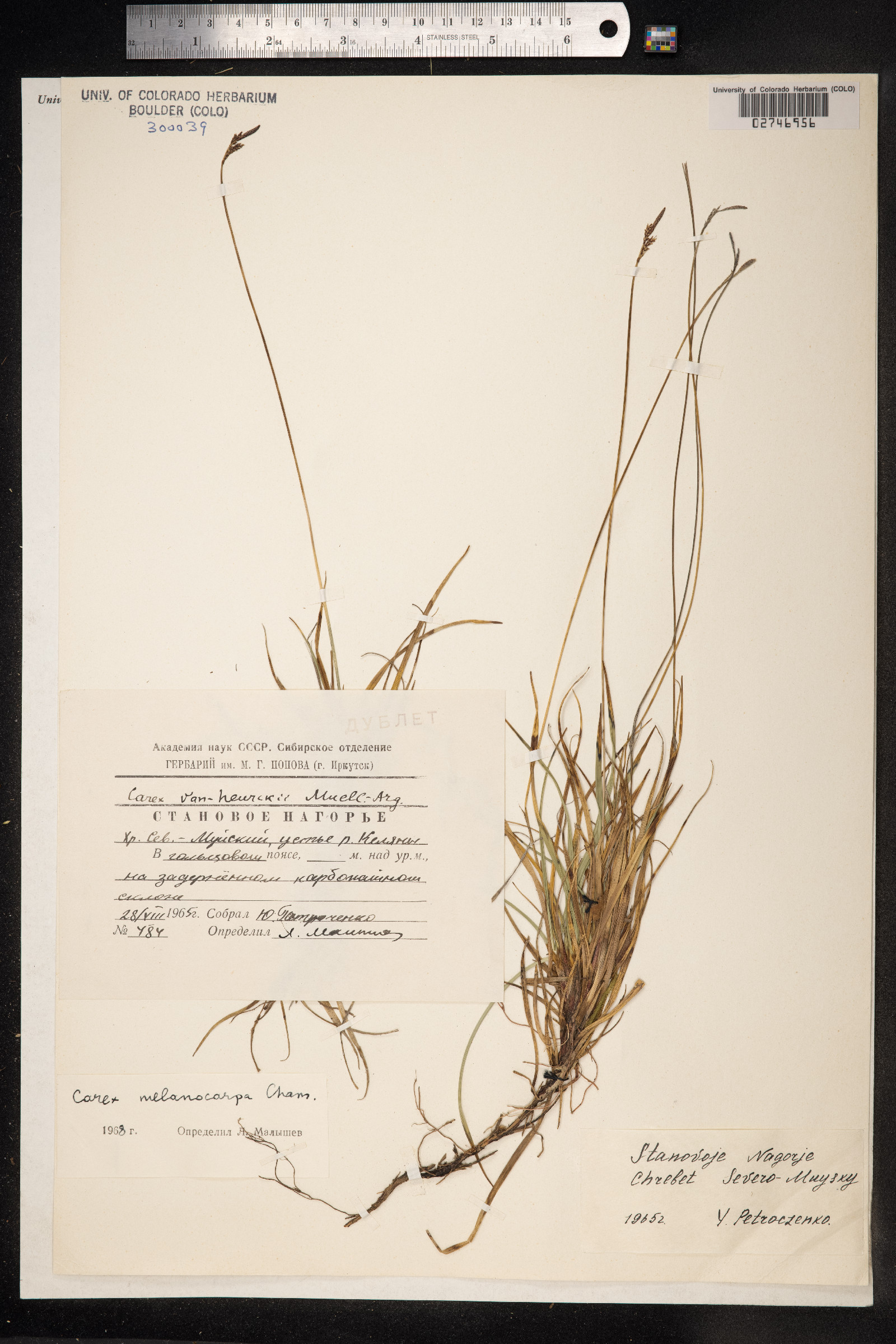 Carex melanocarpa image
