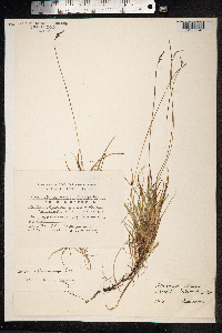 Carex melanocarpa image