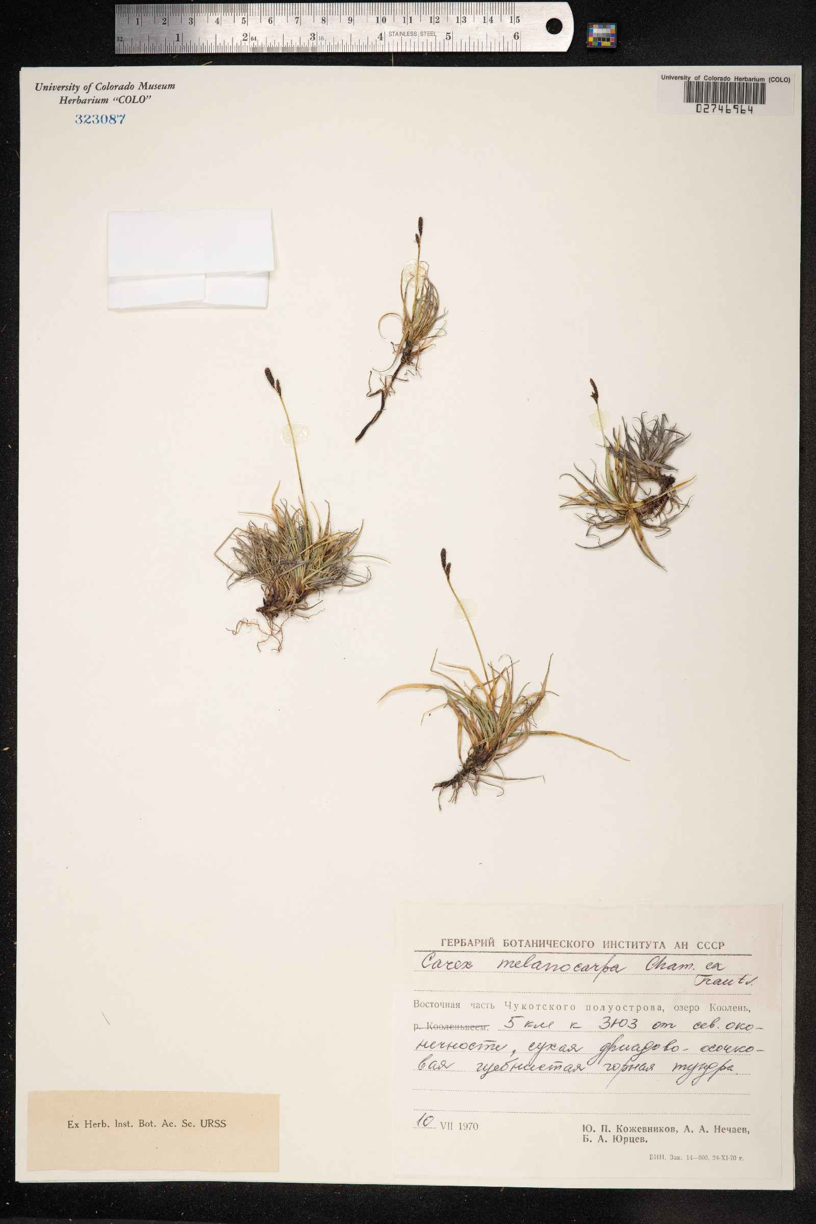 Carex melanocarpa image