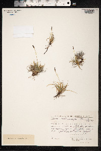 Carex melanocarpa image