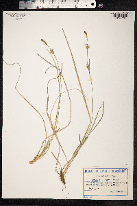 Carex michelii image