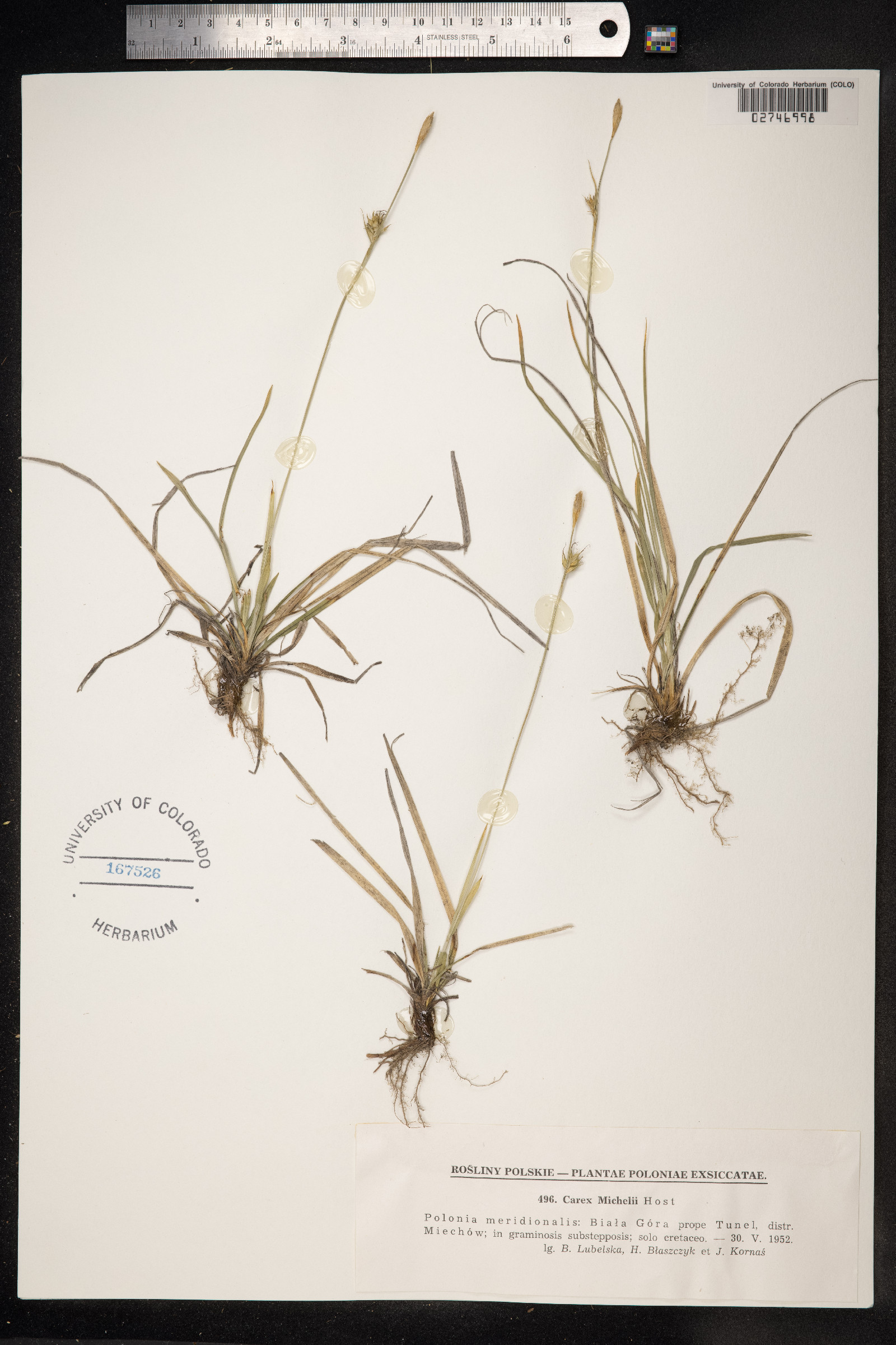 Carex michelii image