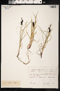 Carex membranacea image