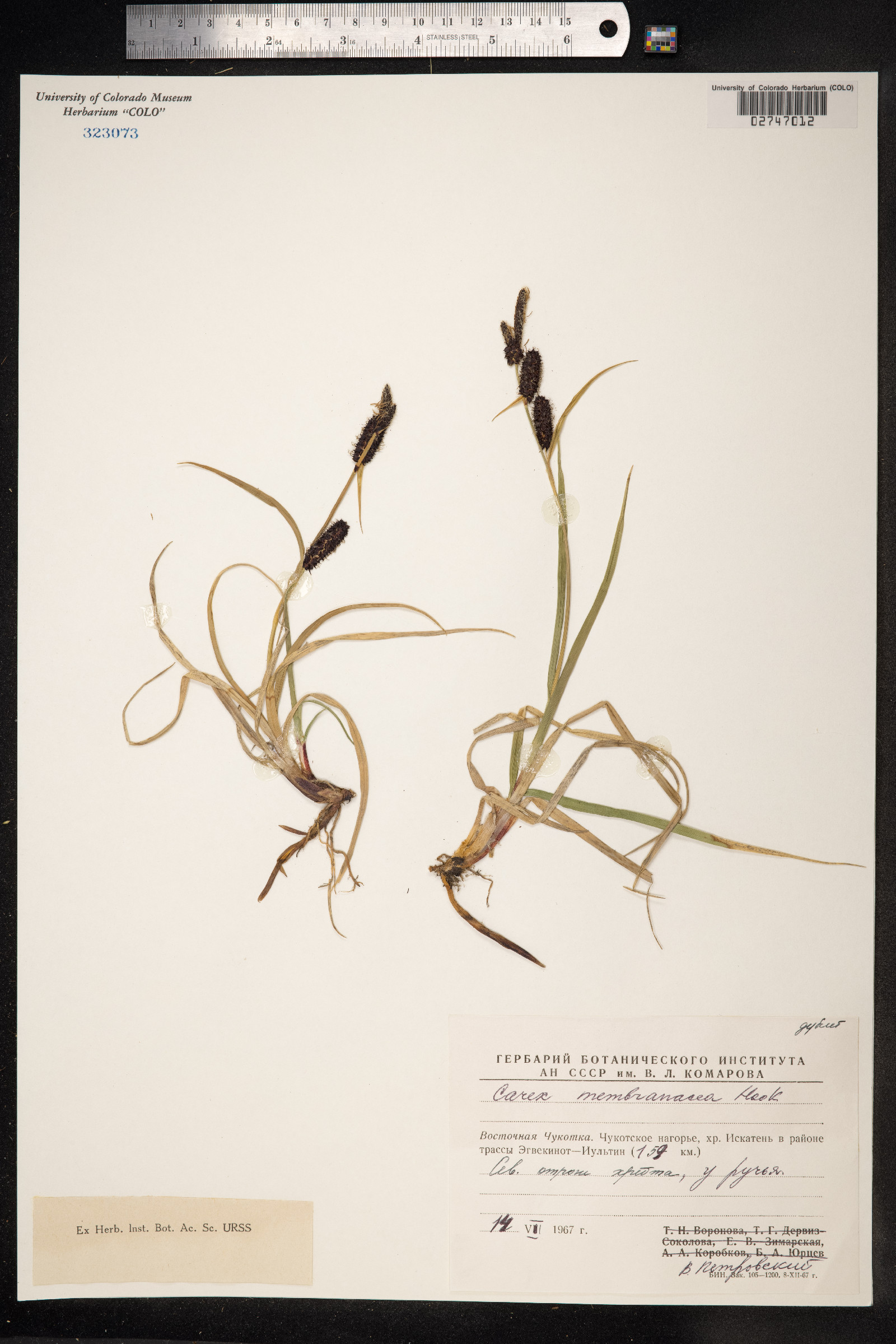 Carex membranacea image