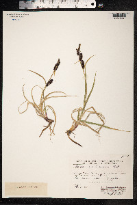 Carex membranacea image
