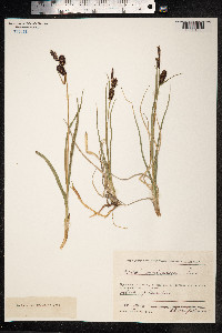Carex membranacea image