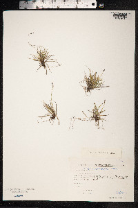 Carex melanocarpa image