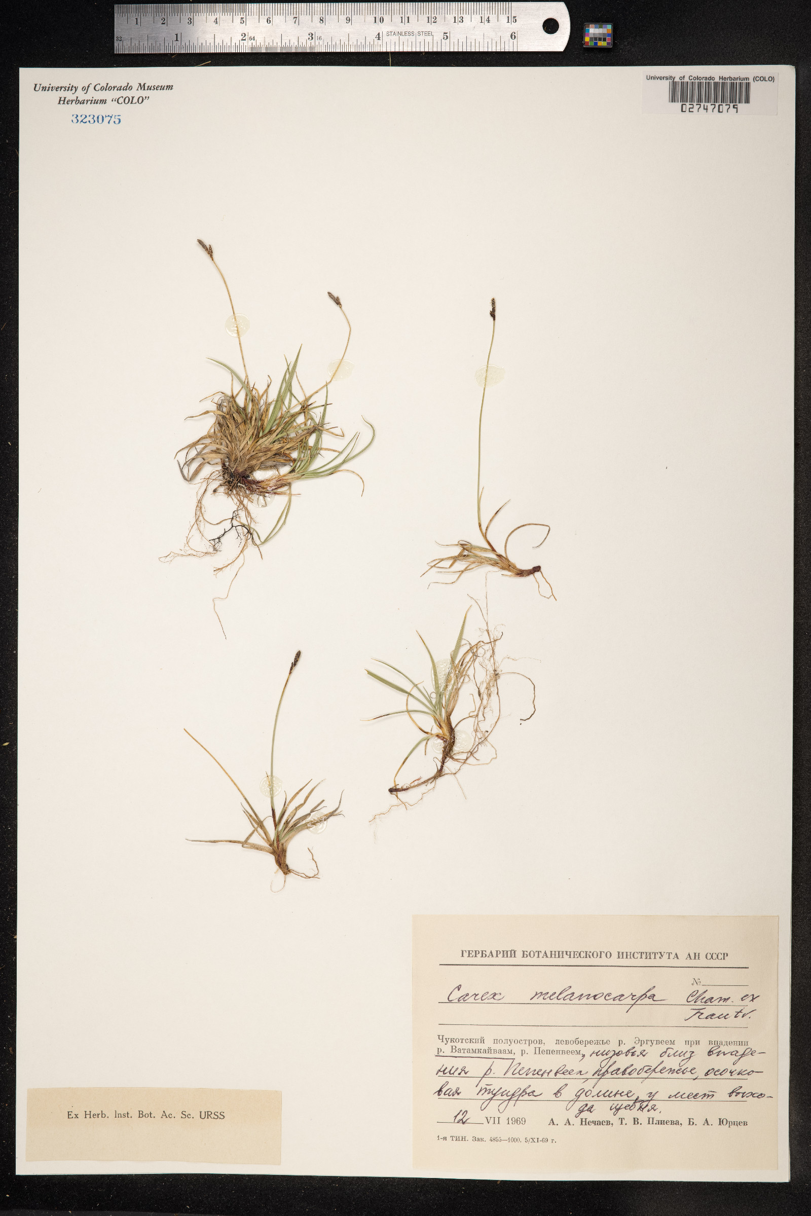 Carex melanocarpa image