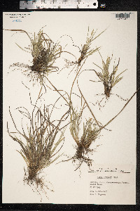 Carex michelii image