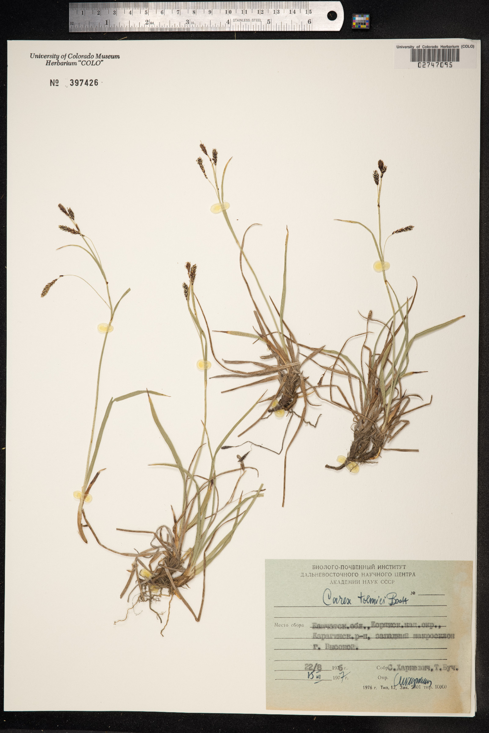 Carex microchaeta image